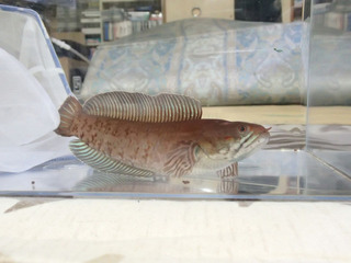 kpbl-248.jpg